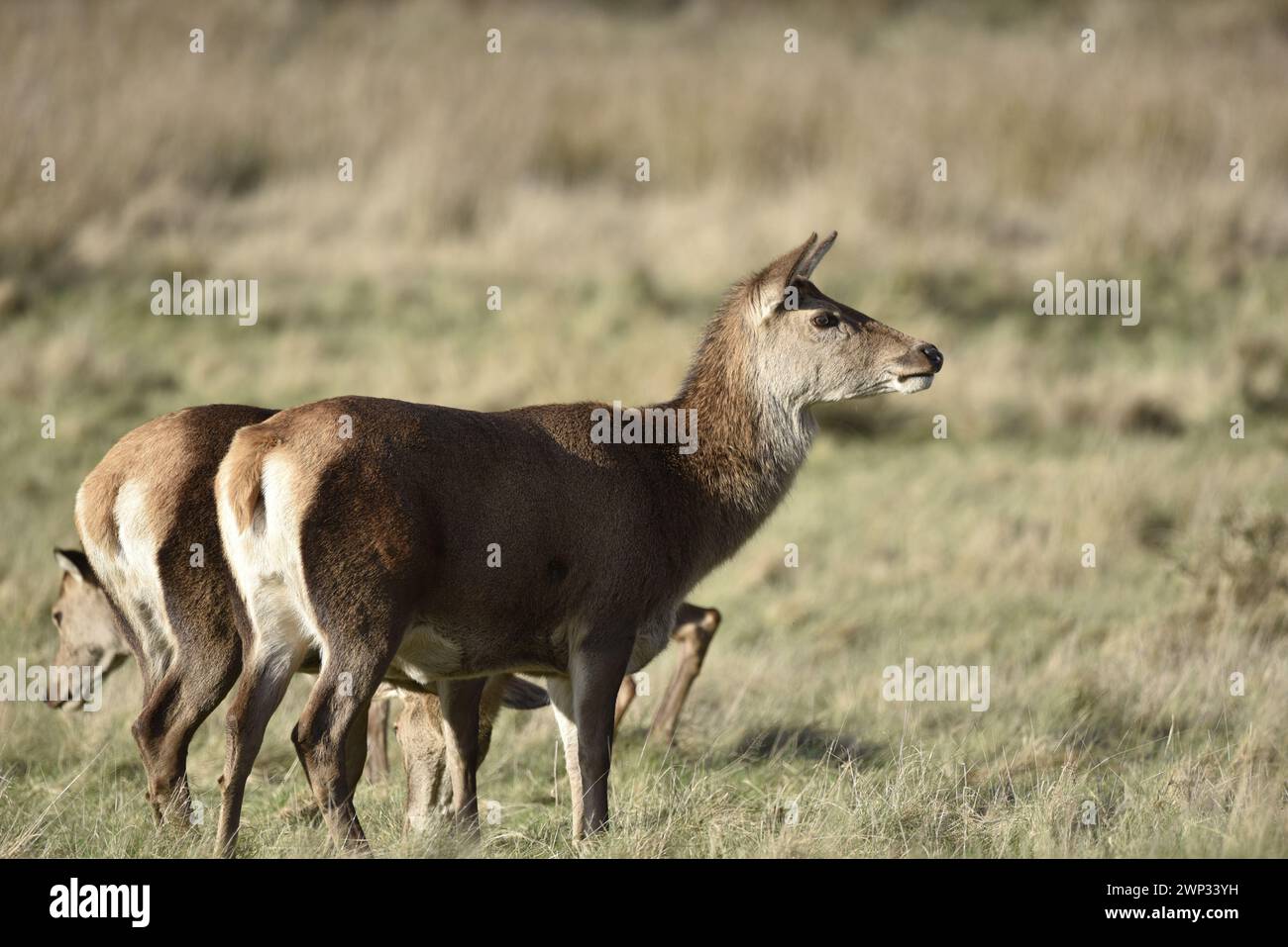 Linkes Vordergrundbild einer Seite des Rotwild (Cervus elaphus), die nach rechts blickt, aufgenommen in der Wintersonne in Großbritannien im Februar Stockfoto