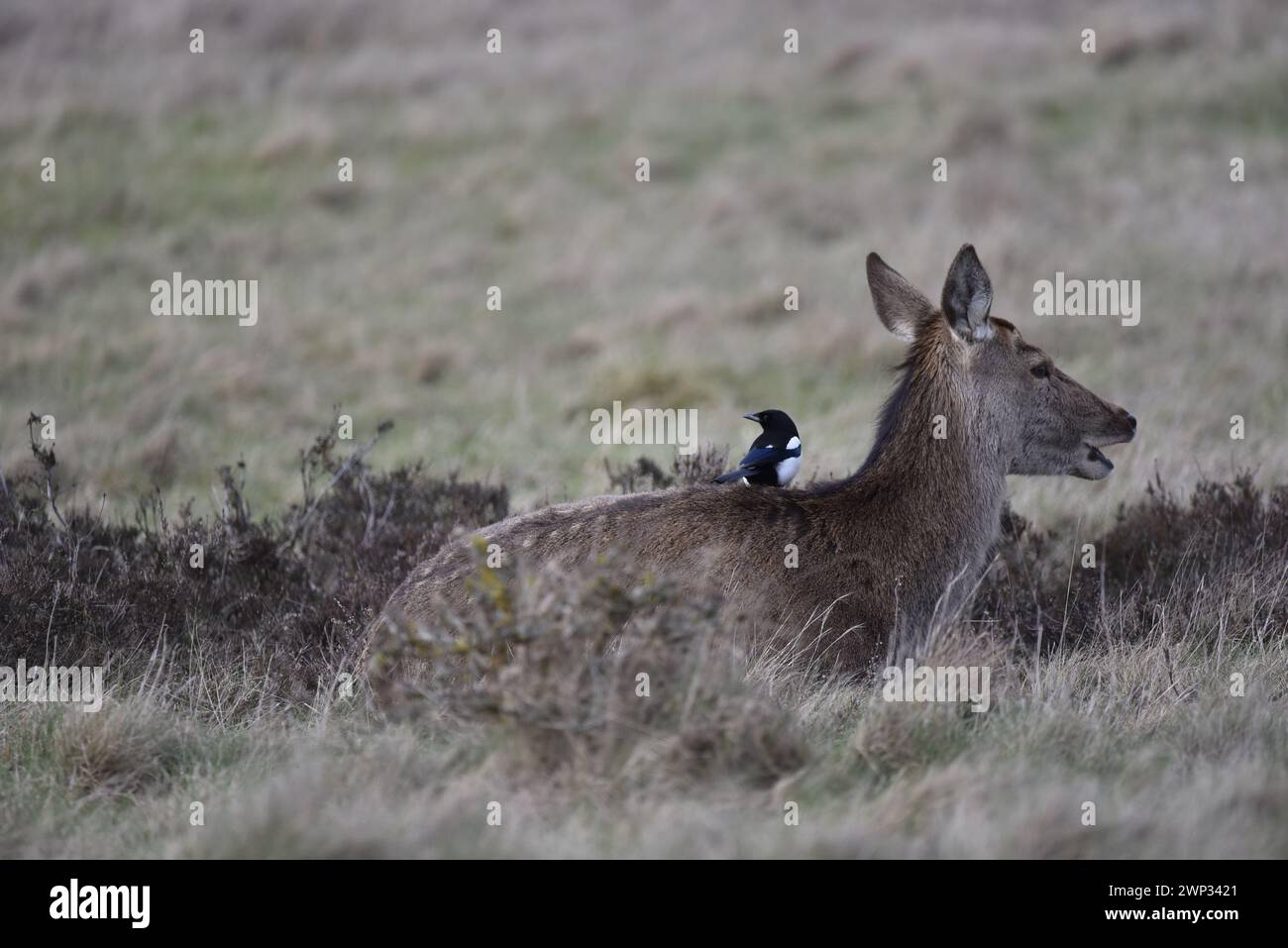 Bild eines weiblichen Rothirsches (Cervus elaphus) mit einer Magpie auf dem Rücken, aufgenommen in einem Naturschutzgebiet in Großbritannien im Winter Stockfoto