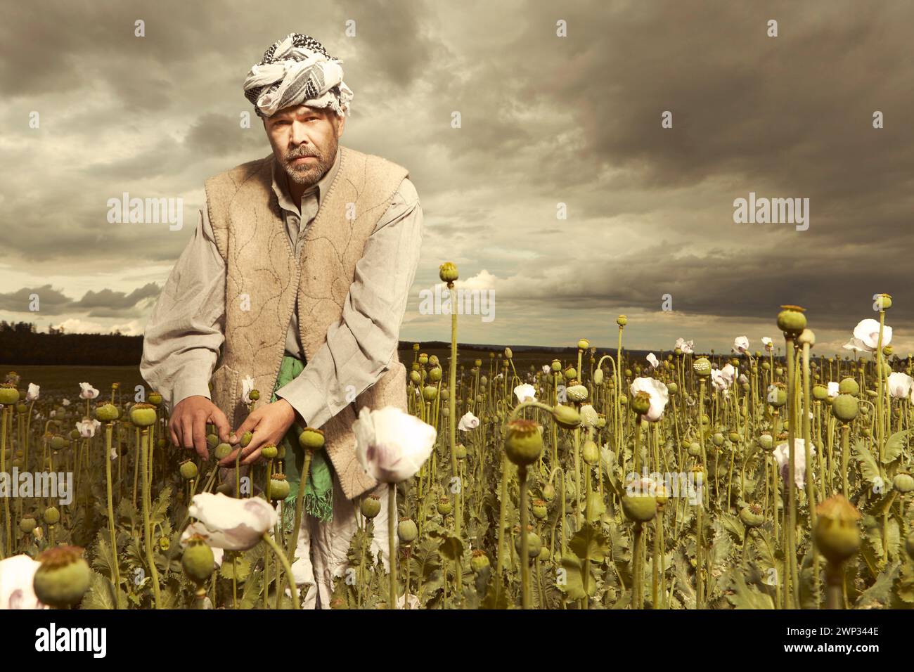 Mann aus dem Nahen Osten erntet Opium auf Mohnfeldern Stockfoto