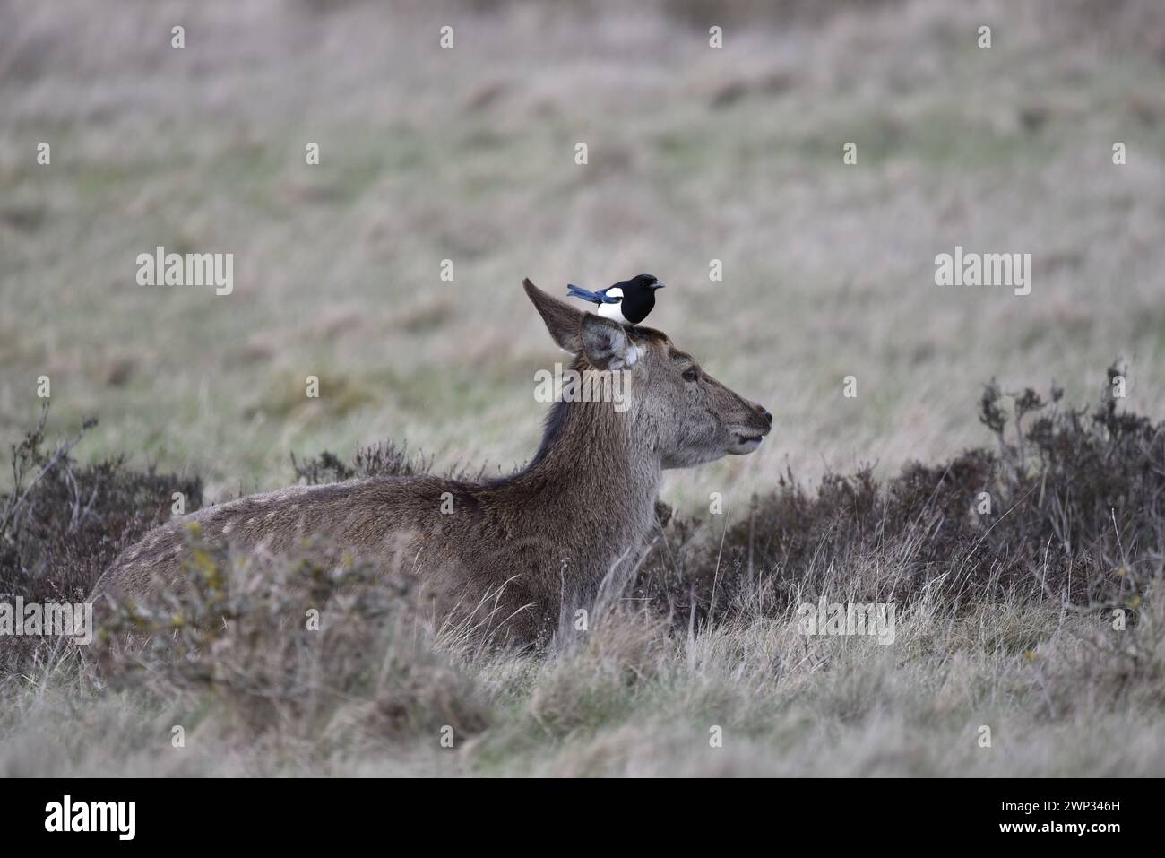 Unten links im Vordergrund Bild eines Rotwild (Cervus elaphus), der im Gras liegt, im rechten Profil, mit einer Elpie zwischen den Ohren, aufgenommen in Großbritannien Stockfoto