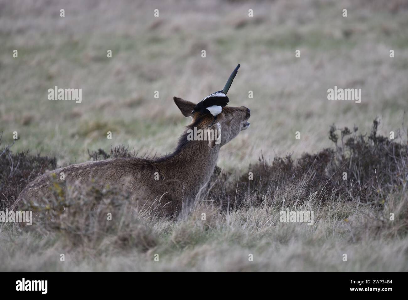 Rotwild (Cervus elaphus) liegt im Gras mit offenem Mund und ausgestrecktem Hals, und eine Magpie, die sein Ohr krallt, aufgenommen im Februar in Großbritannien Stockfoto