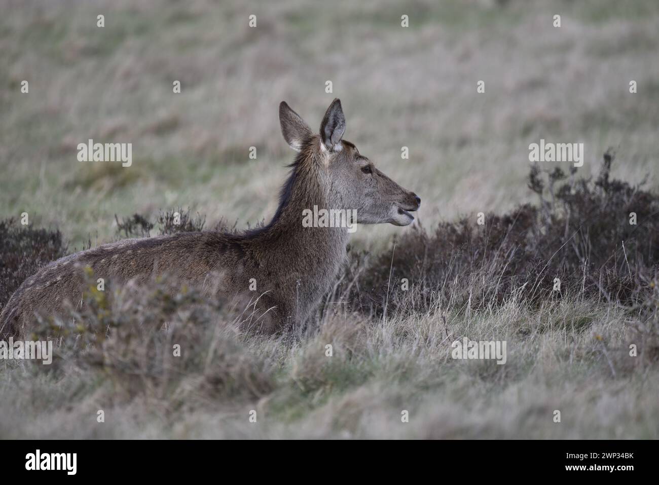Unten links im Vordergrund Bild eines Rotwild (Cervus elaphus), der im Gras liegt, im rechten Profil mit geöffnetem Mund und aufgerissenen Ohren, aufgenommen in Großbritannien im Winter Stockfoto