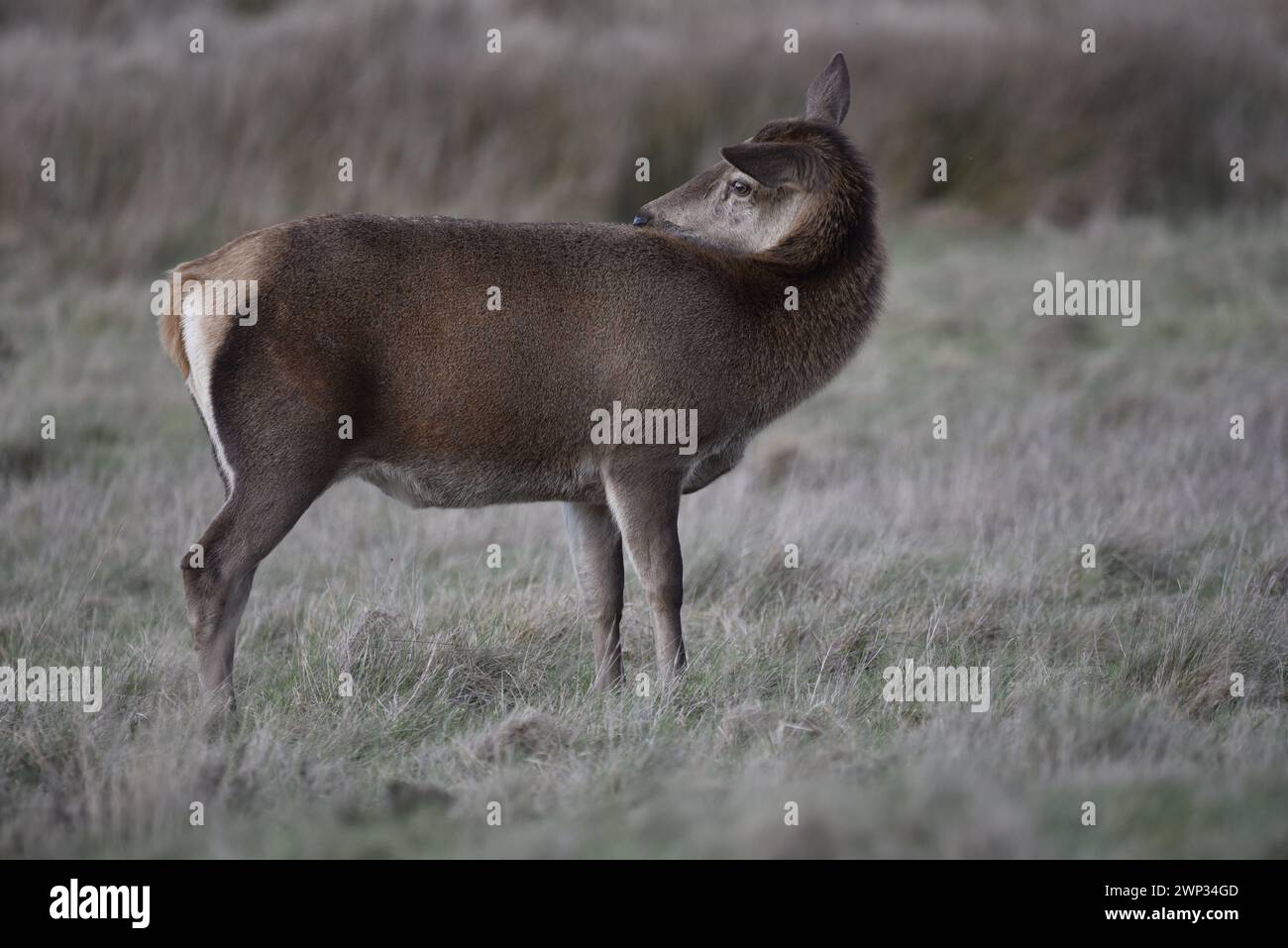 Rotwild (Cervus elaphus) stehend im kurzen Gras, Mitte des Bildes, im rechten Profil mit Kopf zum Bräutigam gedreht, aufgenommen in Großbritannien im Februar Stockfoto