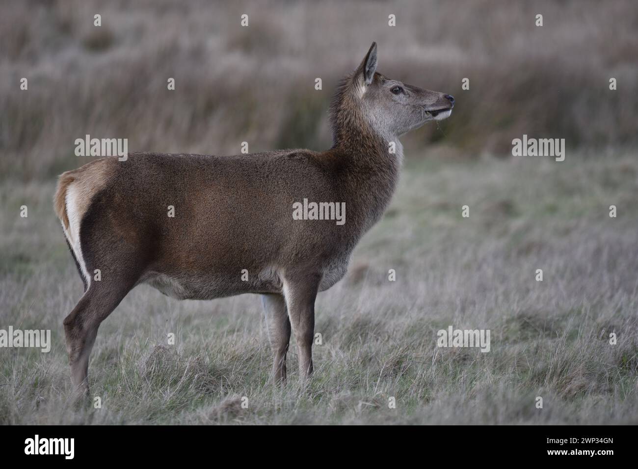 Nahaufnahme eines Rothirsches (Cervus elaphus), der rechts auf steht und den Kopf leicht nach hinten geneigt hat, vor einem grasbewachsenen Hintergrund, aufgenommen in Großbritannien Stockfoto