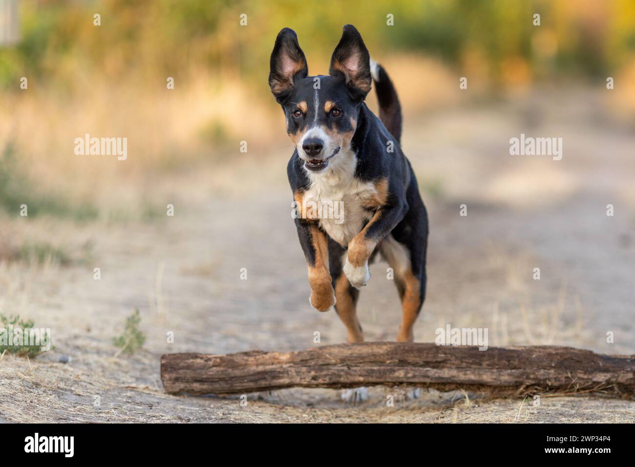Schöner Hund, der auf einem Feld bei Sonnenuntergang läuft Stockfoto
