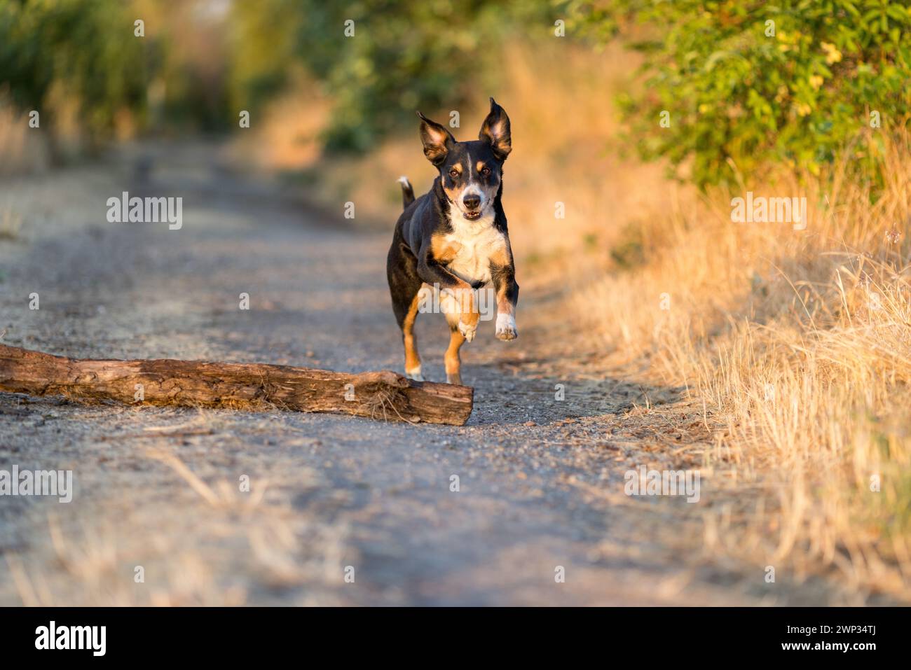 Schöner Hund, der auf einem Feld bei Sonnenuntergang läuft Stockfoto