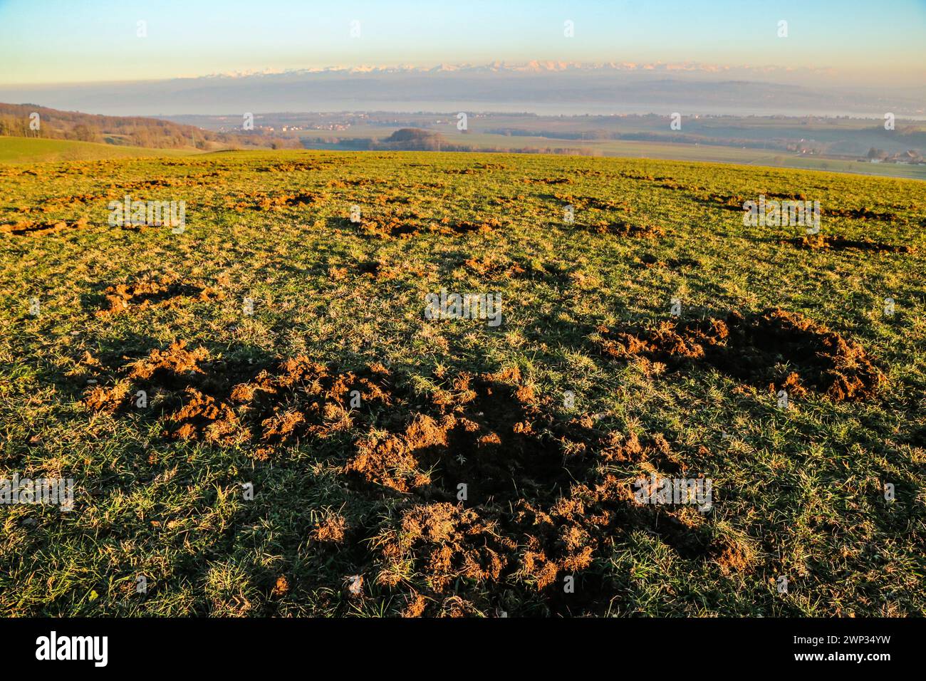 Wildschweinschäden auf der Weide am Fuße des schweizer juras, Blick auf das schweizer Hochplateau, den Neuchâtel-See und die schweizer alpen Stockfoto