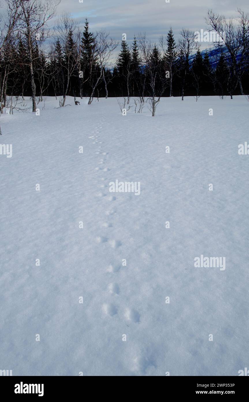 Hase-Spuren im Schnee Stockfoto
