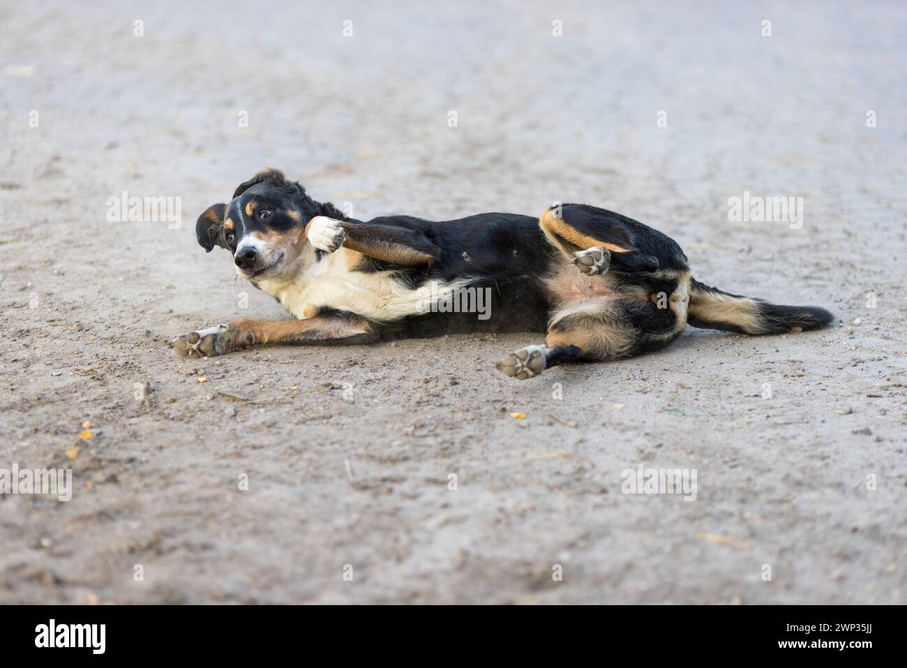 Hund rollt auf Sand in einem Stadtpark. Appenzeller Sennenhund Stockfoto