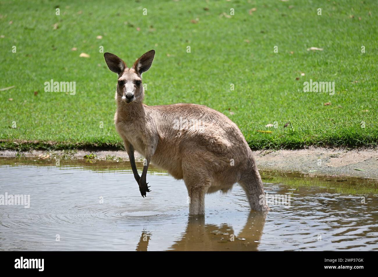KANGAROO AUSTRALIA – der neugierige Blick oder die entspannte Haltung des Kängurus auf dem Bild könnte ein Gefühl für die wilde und dennoch sanfte Natur des Tieres vermitteln. Stockfoto