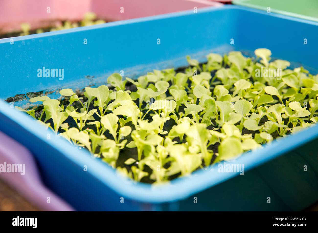 Junge Salatkeimlinge in einer blauen Baumschule Stockfoto