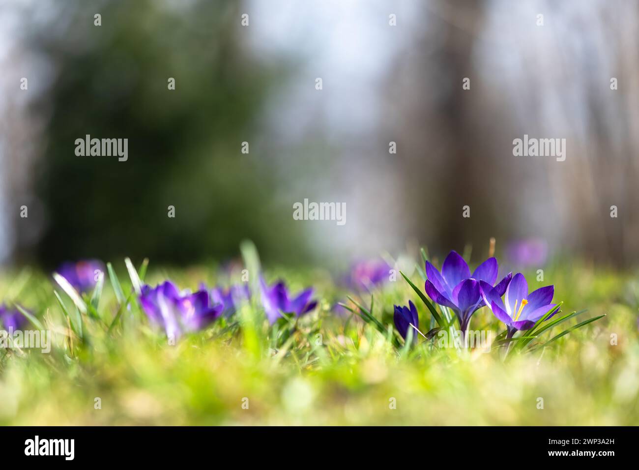 Die Wiese der purpurnen Krokusblüten im Frühlingswald. Naturfotografie Stockfoto
