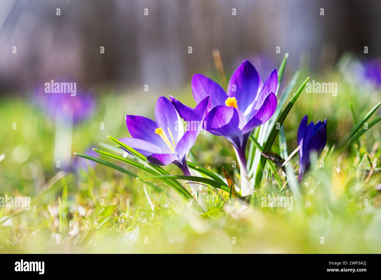 Makroaufnahme von violetten Frühlingskrokusblüten auf grüner Wiese. Naturfotografie Stockfoto