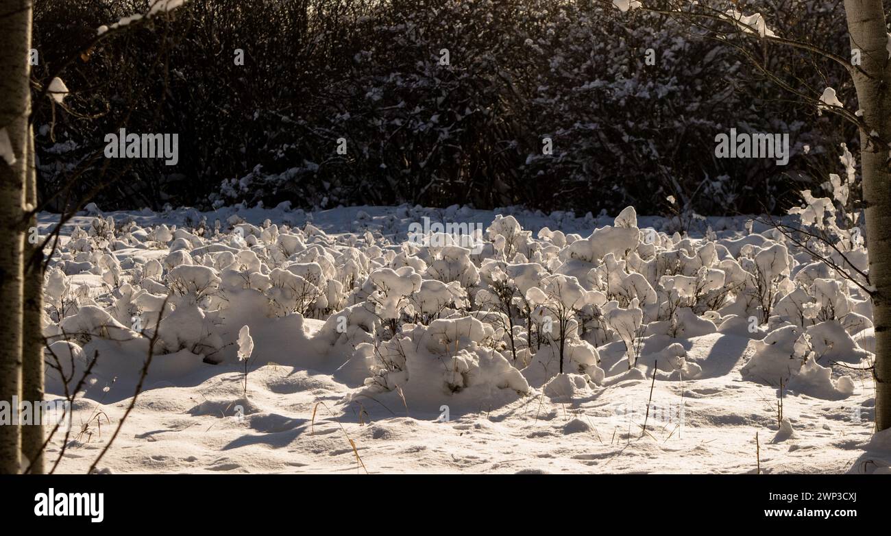 Winterlandschaft mit frischem Schnee Stockfoto