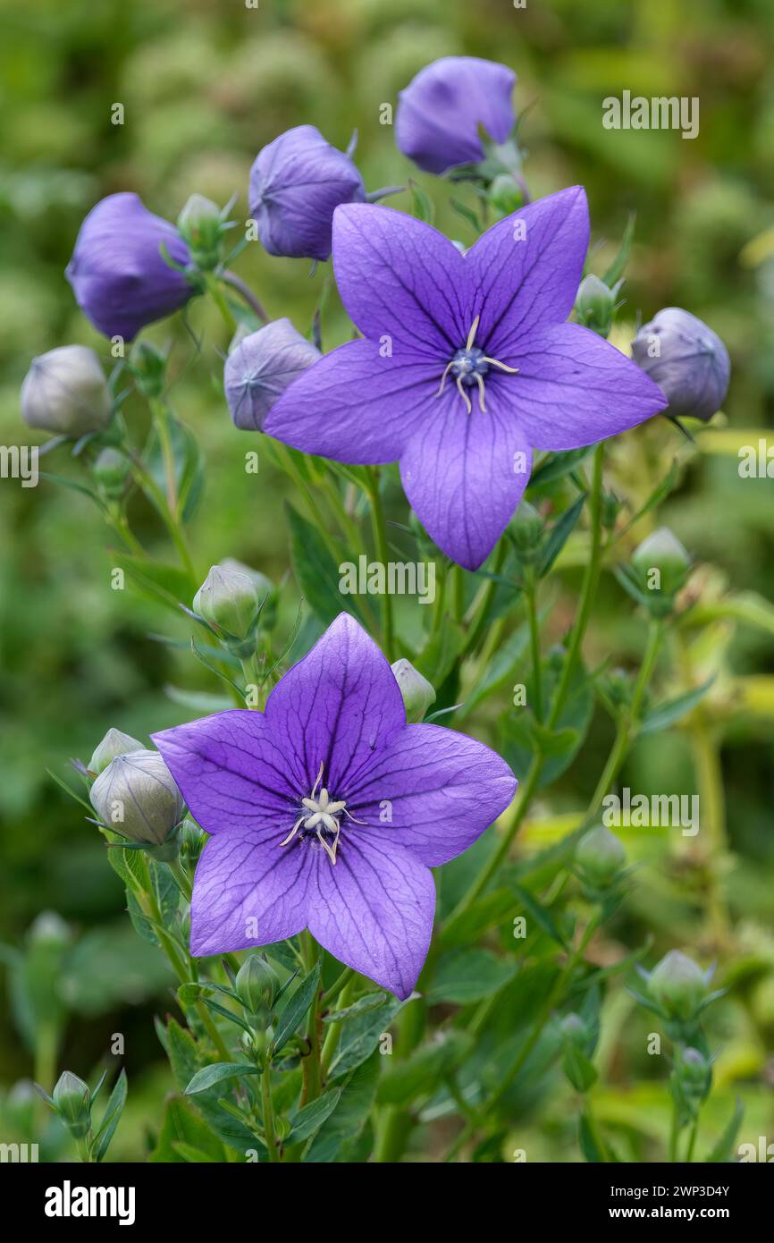 Platycodon grandiflorus Astra Blue, Ballonblume Astra Blue, große, sternförmige, violett-blaue Blüten Stockfoto