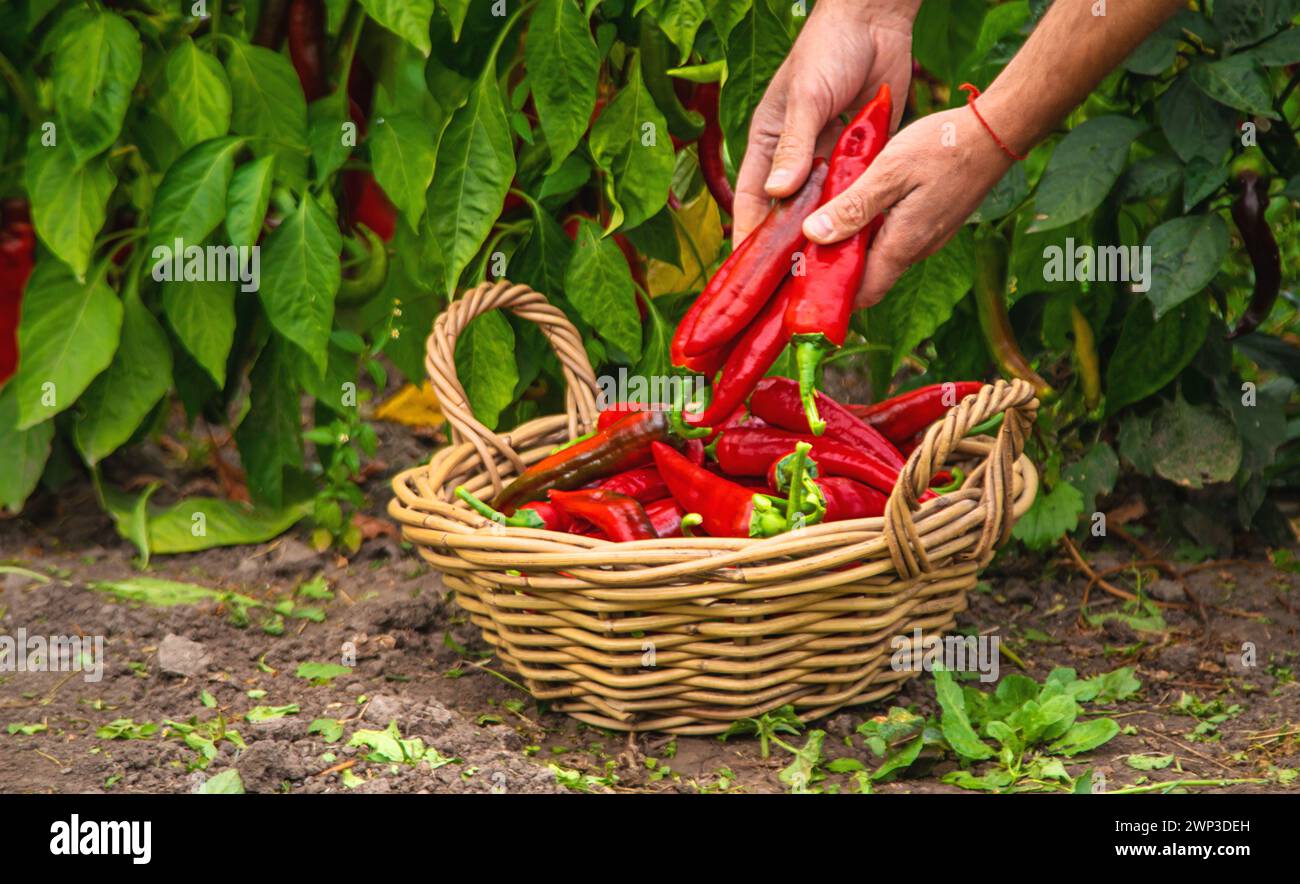 Landwirt, der Chilischoten im Garten erntet. Selektiver Fokus. Essen. Stockfoto