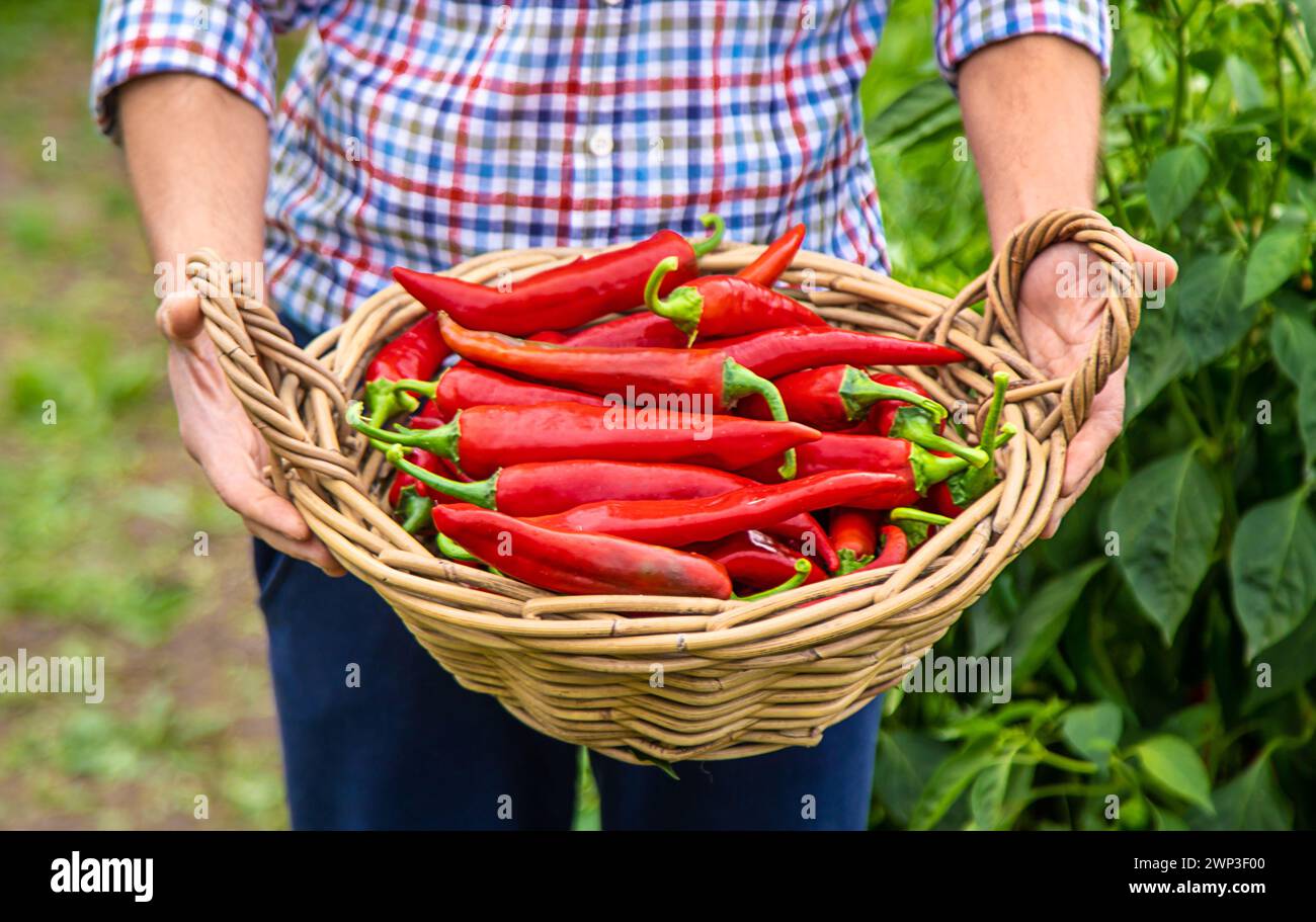 Landwirt, der Chilischoten im Garten erntet. Selektiver Fokus. Essen. Stockfoto