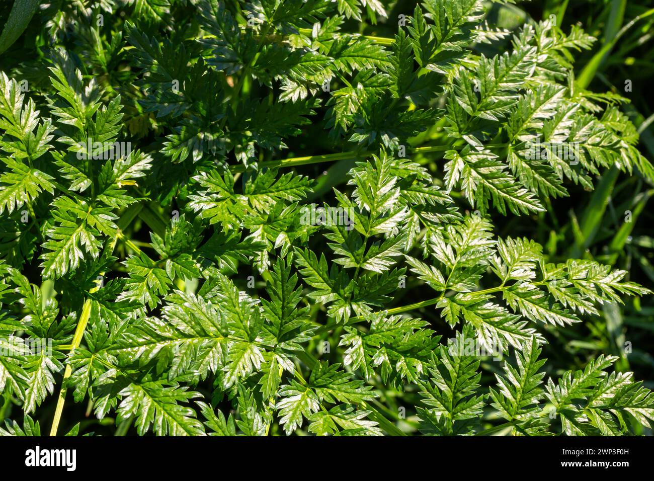 Grüne Blätter einer giftigen Pflanze Conium maculatum Hemlock Nahaufnahme. Das Konzept der Textur von natürlichen Mustern, Ornamenten. Stockfoto