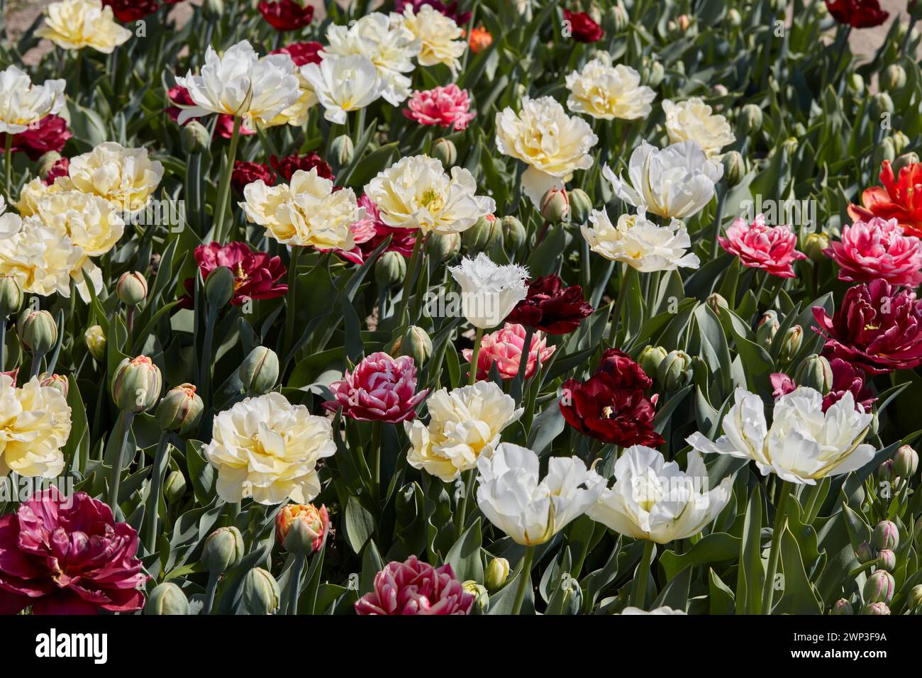 Doppelte Tulpenblüten in weiß, blassgelb und dunkelrot Texturhintergrund im Frühlingssonnenlicht Stockfoto