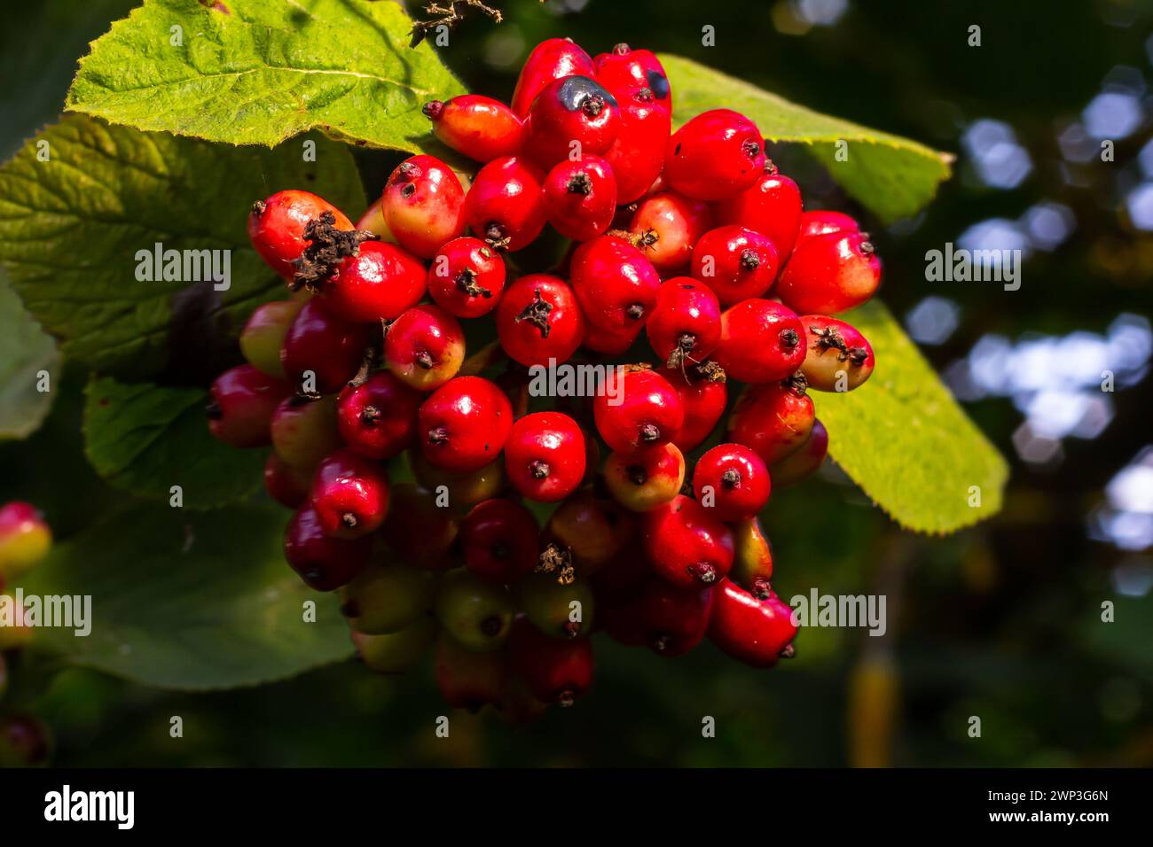 Im Sommer Reifen die Viburnum-lantana-Beeren aus Vollblättrigen. Stockfoto