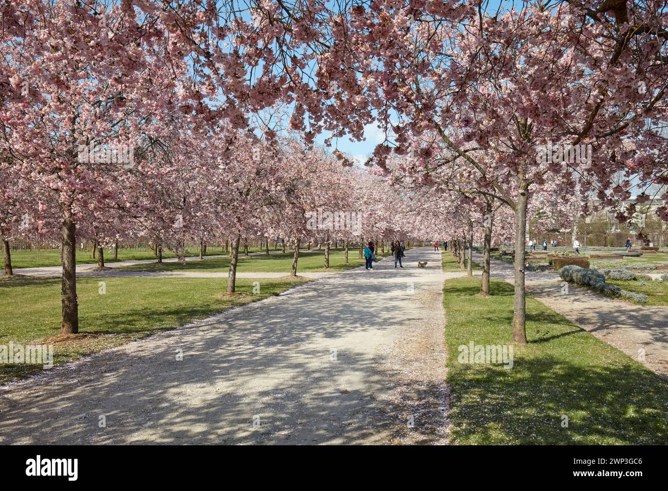 VENARIA REALE, ITALIEN - 29. MÄRZ 2023: Kirschblüte mit rosafarbenen Blüten und Menschen, die im Park Reggia di Venaria bei Sonnenlicht im Frühling spazieren gehen Stockfoto