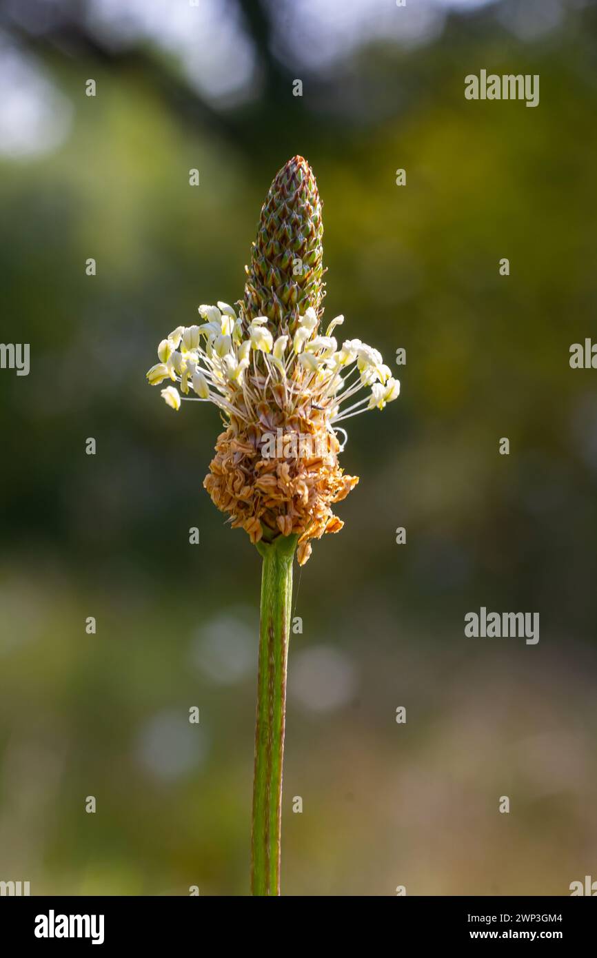 Rippenwebel Plantago lanceolata. Heilpflanzen im Garten. Stockfoto