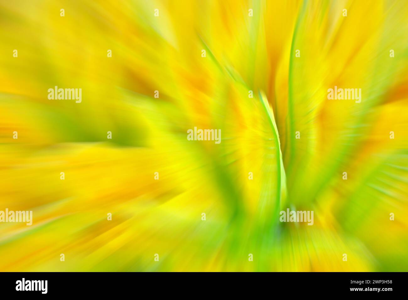 Verschwommenes Foto von grünen und gelben Blumen, abstraktem farbenem Hintergrund oder Hintergrundbild. Stockfoto