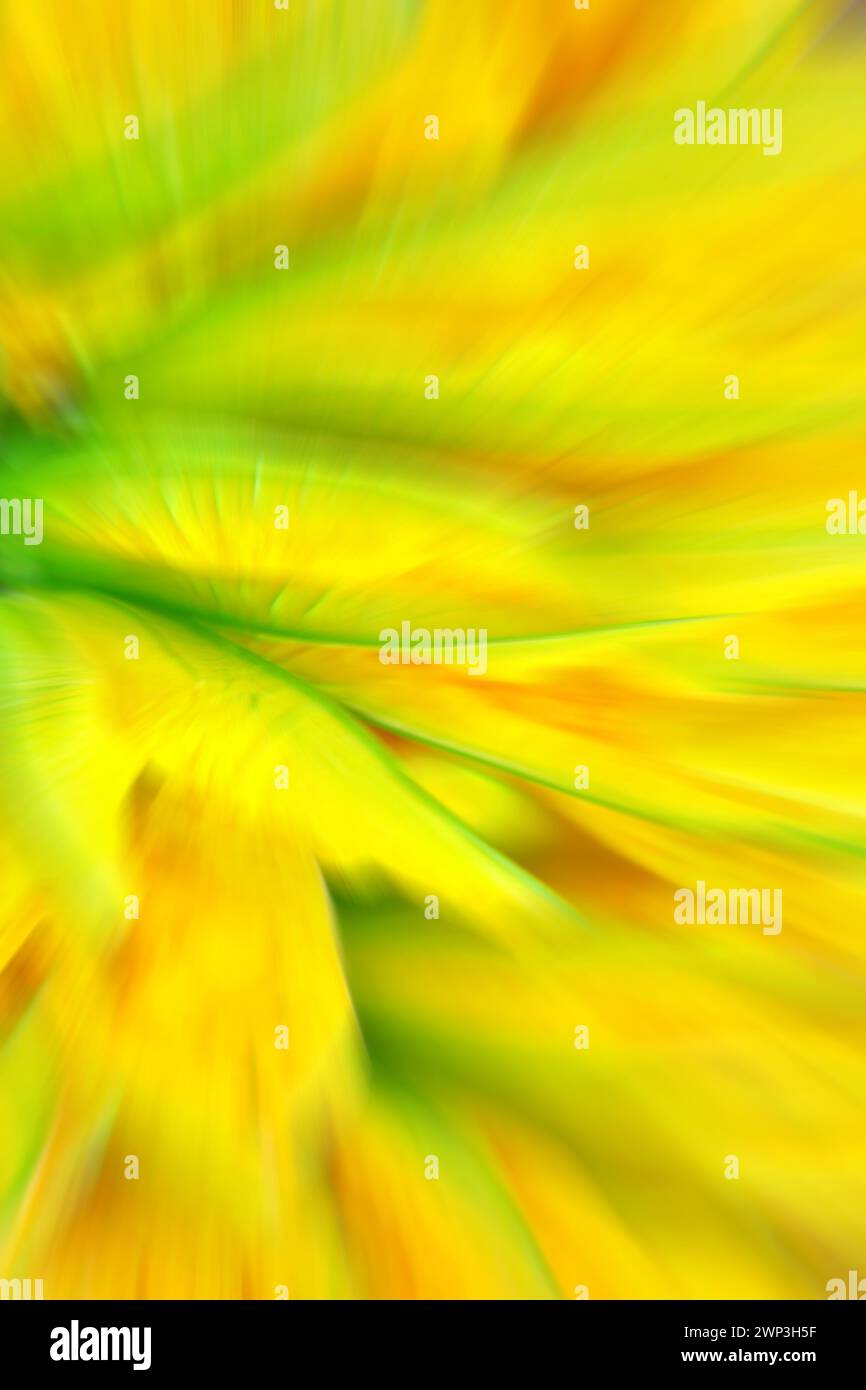 Verschwommenes Foto von grünen und gelben Blumen, abstraktem farbenem Hintergrund oder Hintergrundbild. Stockfoto