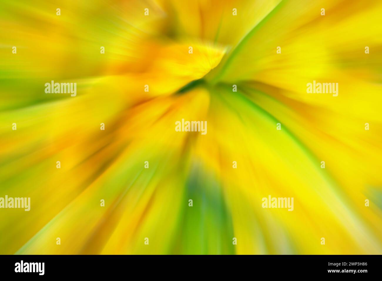Verschwommenes Foto von grünen und gelben Blumen, abstraktem farbenem Hintergrund oder Hintergrundbild. Stockfoto
