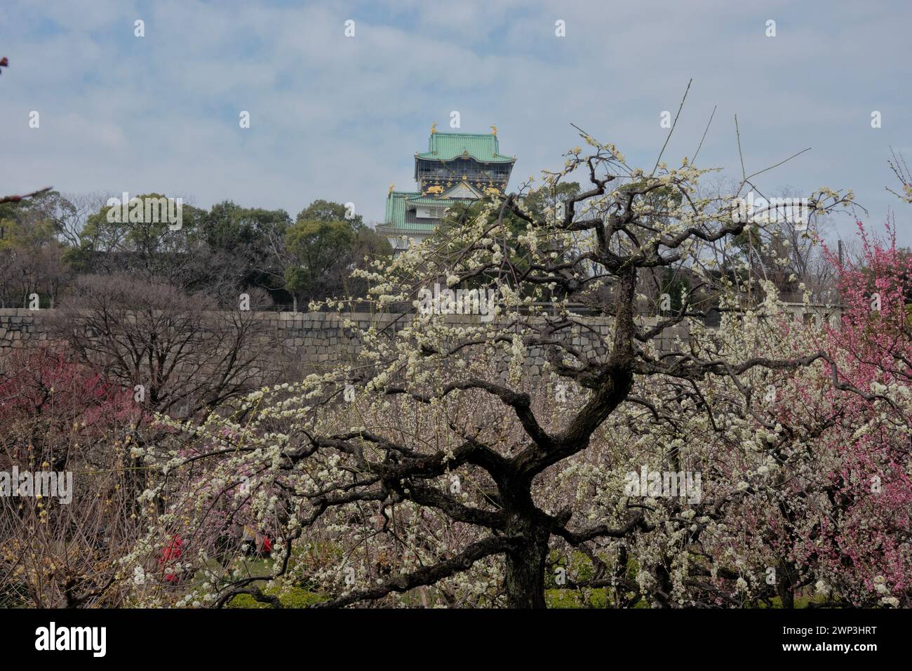 Der Pflaumenhain in der Blüte des Schlosses Osaka, Japan Stockfoto