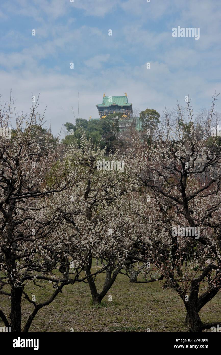 Der Pflaumenhain in der Blüte des Schlosses Osaka, Japan Stockfoto