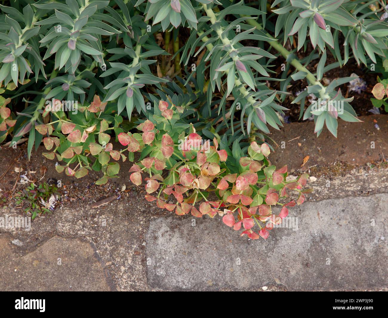 Nahaufnahme der rosa grünen Blüten und blauen Blätter der niedrig wachsenden Gartenpflanze euphorbia rigida sardis. Stockfoto