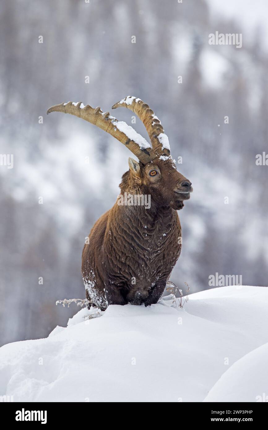 Alpensteinbock (Capra Steinbock) männlich mit großen Hörnern am Berghang im tiefen Schnee im Winter, Gran Paradiso Nationalpark, italienische Alpen, Italien Stockfoto
