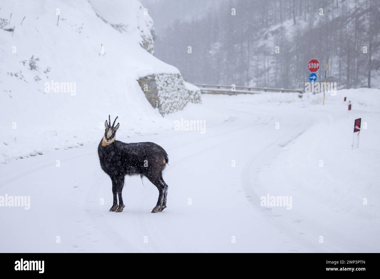 Alpenchamois (Rupicapra rupicapra) männliche Überquerung Straße im tiefen Schnee im Gran Paradiso Nationalpark im Winter, Aostatal, Italien Stockfoto