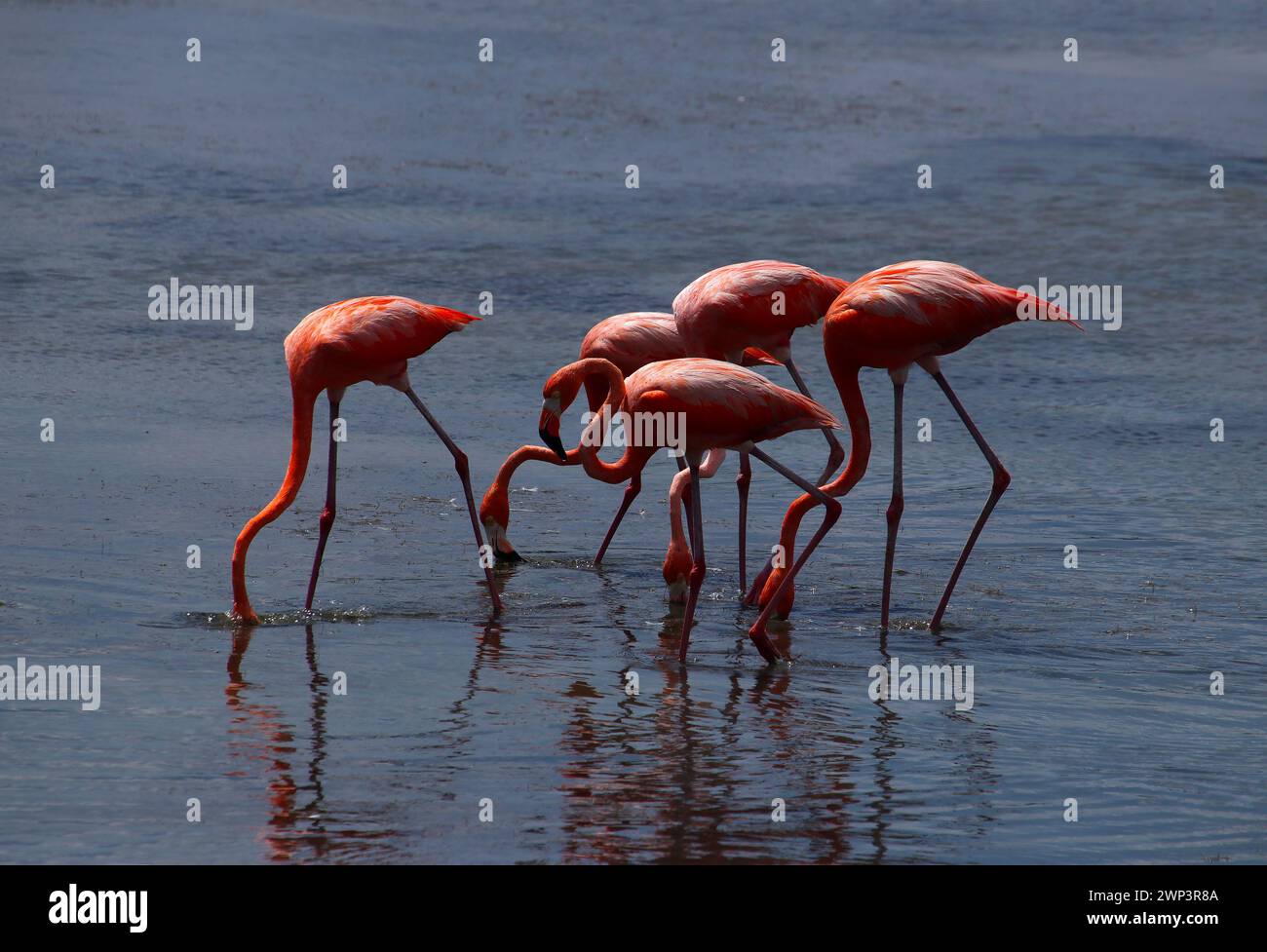 Gruppe rosafarbener Flamingos, die in Lagunengewässern auf der Suche sind (Bonaire, Karibik Niederlande) Stockfoto