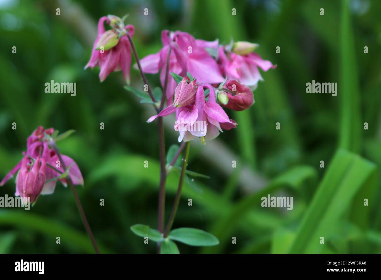 Rosafarbene säulenblüte (Aquilegia) zwischen hellgrünem Laub im Frühling Stockfoto
