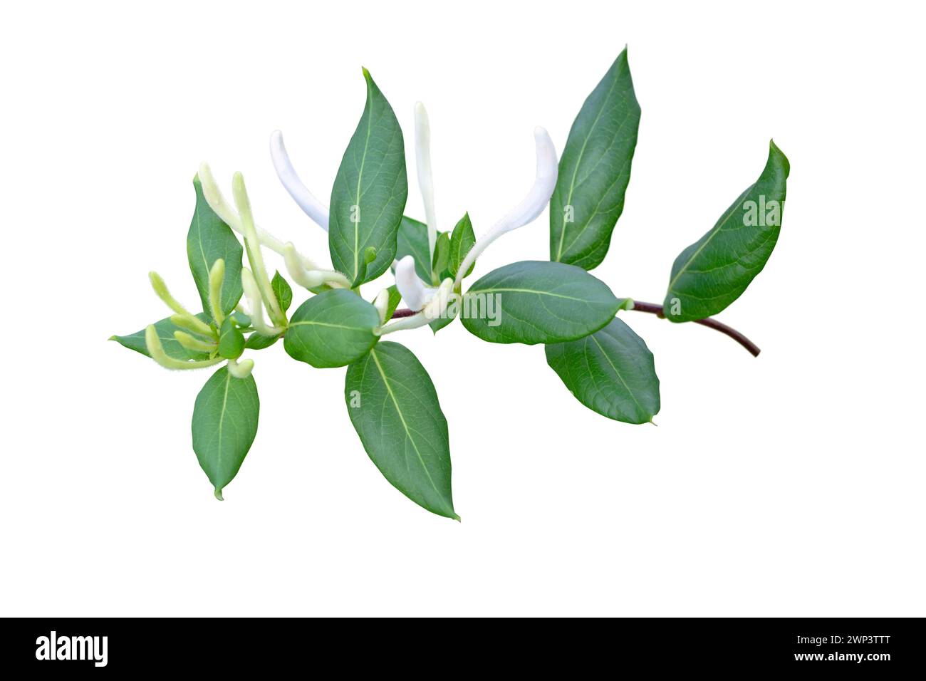Geißblatt oder Lonicera japonica blühender Zweig isoliert auf weiß. Weiße, duftende Lonicera-Blütenknospen. Stockfoto