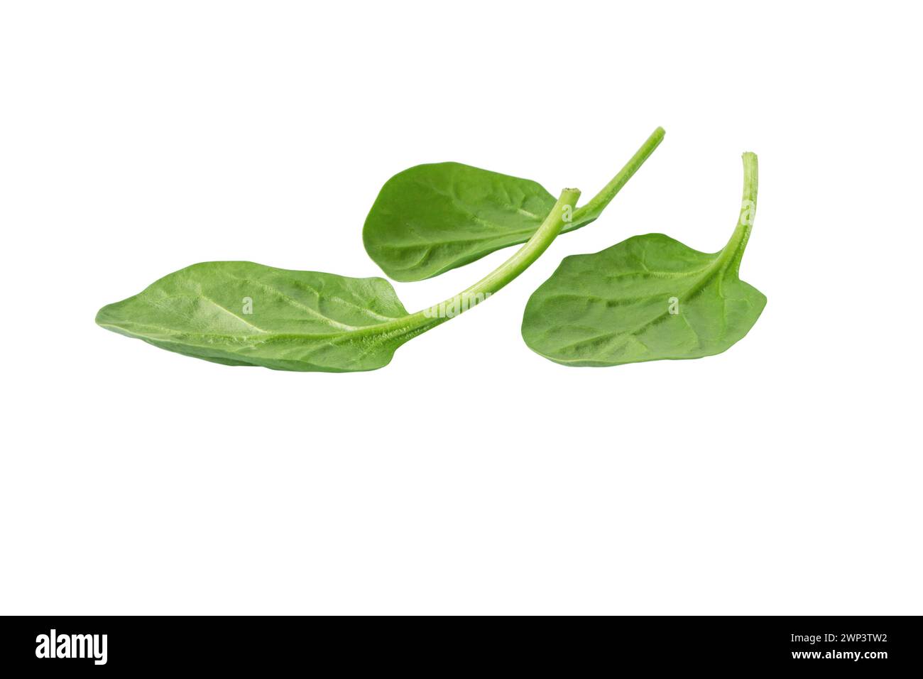 Haufen grüner Spinatblätter isoliert auf weiß. Blattgemüse. Gesunde Ernährung und vegetarische Ernährung. Spinacia oleracea Pflanze. Stockfoto