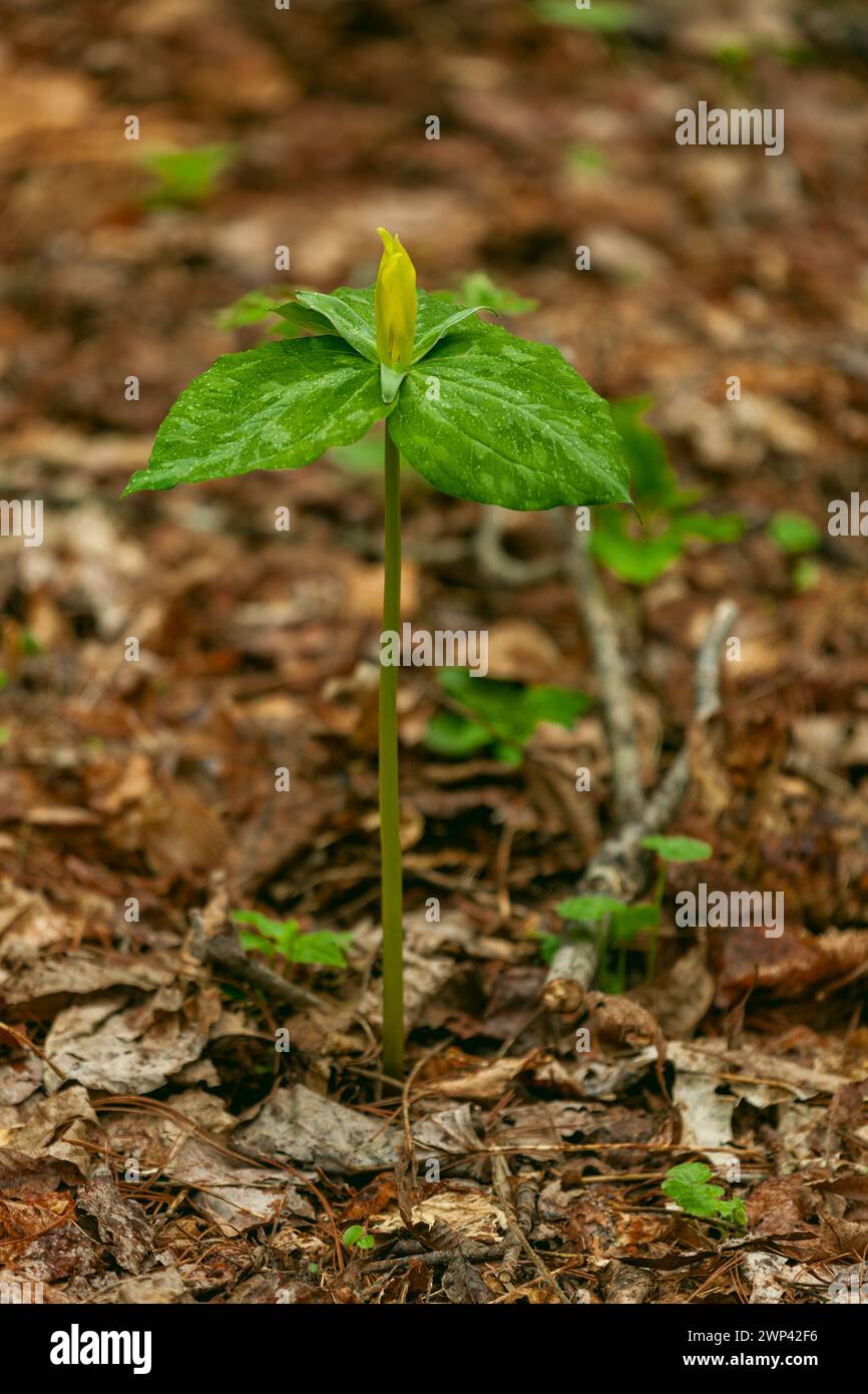 Yellow Trillium im Great Smoky Mountains National Park Stockfoto