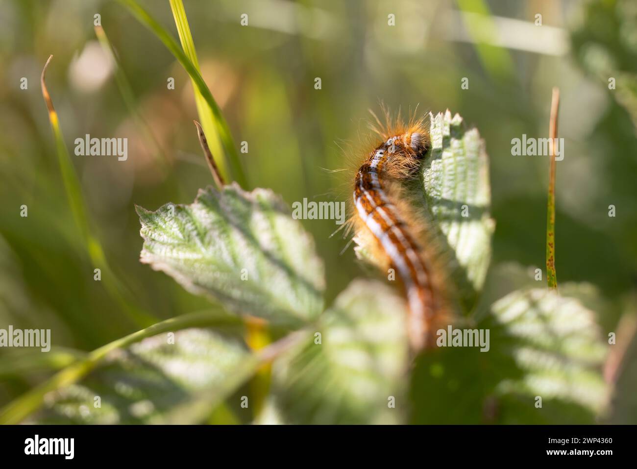 Lakey Moth caterpillar, Malacosoma neustria. Stockfoto