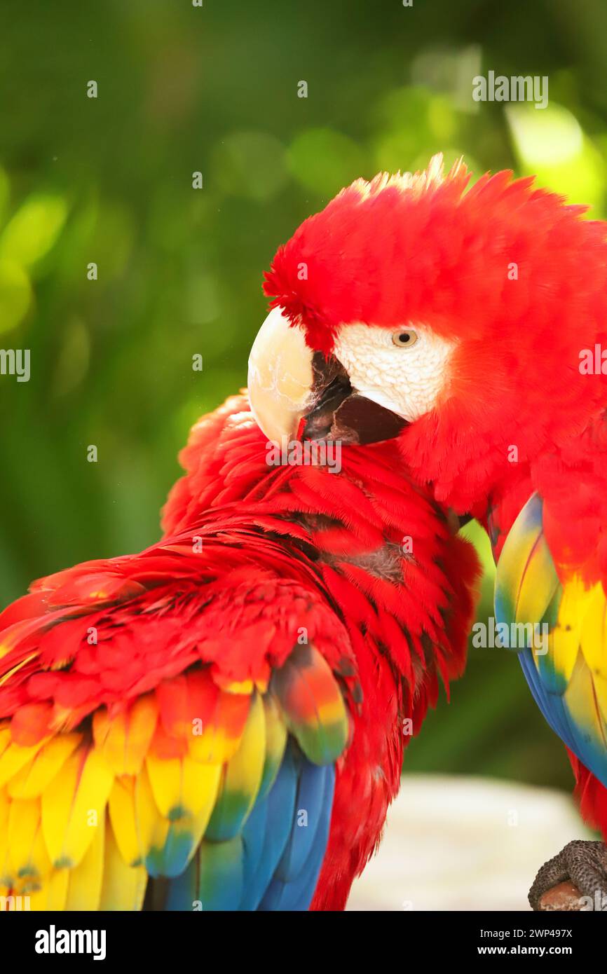 Porträt Nahaufnahme des bunten Scharlach-Aras-Papageiens in Mexiko vor grünem natürlichem Hintergrund. Liebe Papageien. ARA chloroptera Südamerikanischer Papagei, A Stockfoto