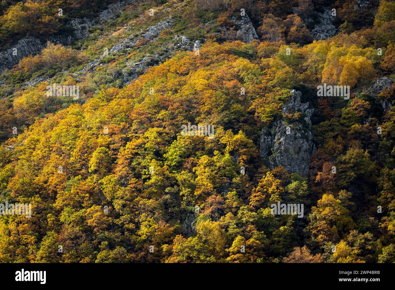 Castilla y Leon, Spanien - 6. November 2022 : Ancares Berge bedeckt von Bäumen Stockfoto