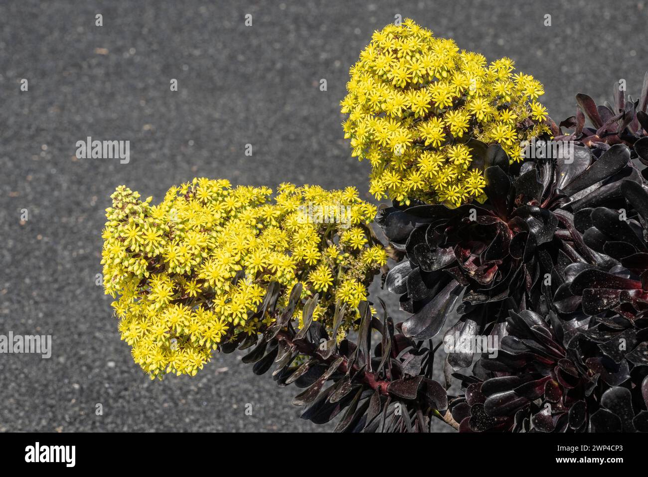 Baum Aeonium (Aeonium arboreum), Lanzarote, Kanarische Inseln, Spanien Stockfoto
