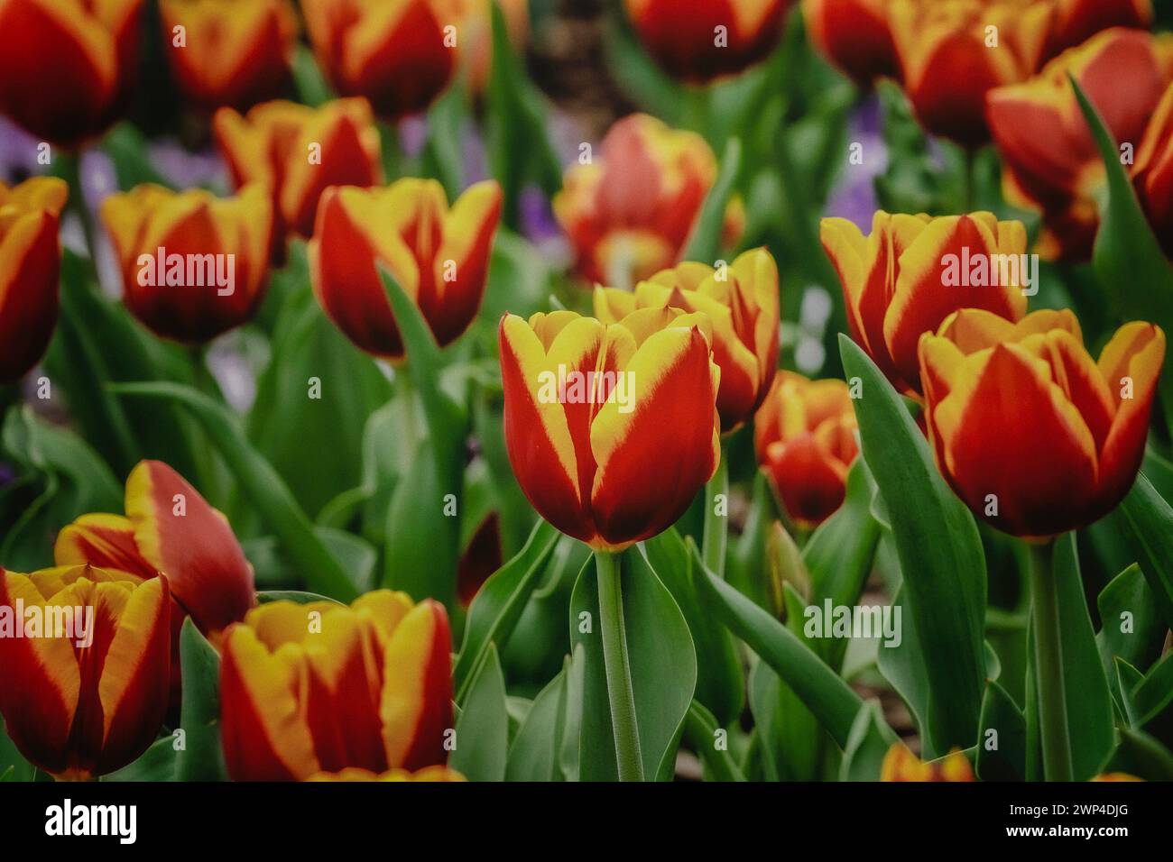 Wiese wird lebendig mit Frühlingtulips Stockfoto
