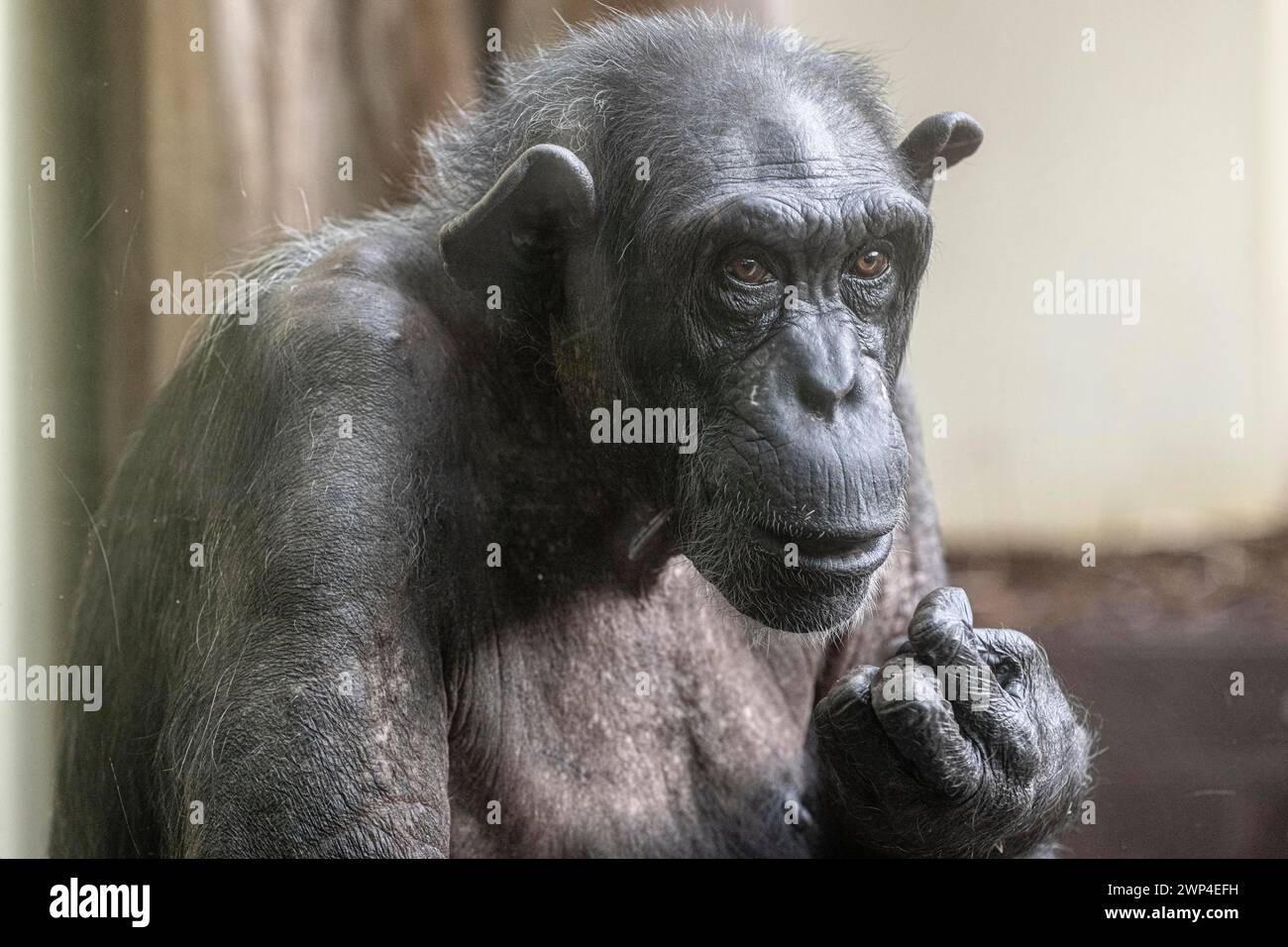 Alter Schimpanse (Pan troglodytes), Porträt, Zoo Heidelberg, Baden-Württemberg, Deutschland Stockfoto