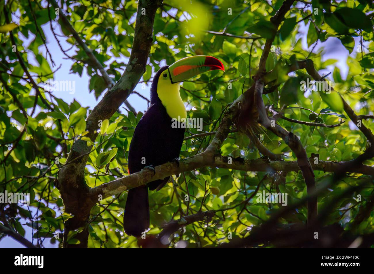 Wild Keel Billed Toucan, Ramphastos sulfuratus, sitzt in Tree Campeche, Mexiko Stockfoto