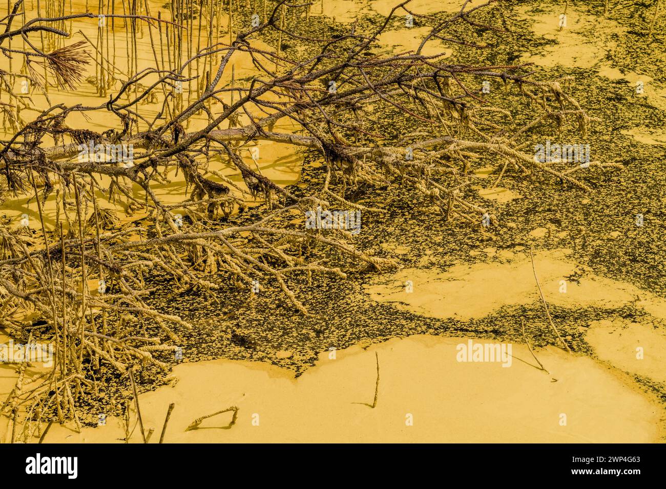 Ein künstlerisches Sepia-Bild, das strukturierte Äste zeigt, die auf dem Boden verstreut sind, in Südkorea Stockfoto