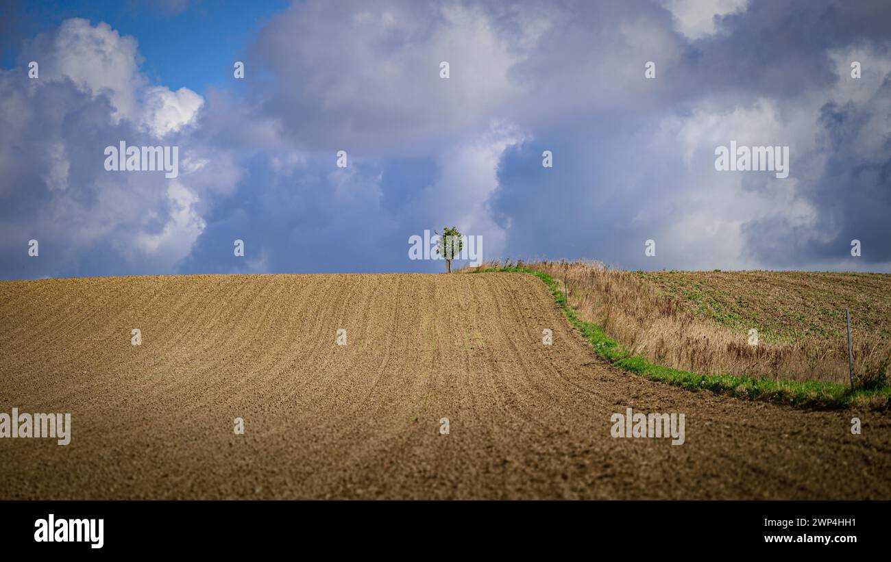 Einsamer Baum auf einem leeren Feld unter bewölktem Himmel, Windrather Tal, Velbert-Langenberg, Mettmann, Bergisches Land, Nordrhein-Westfalen Stockfoto