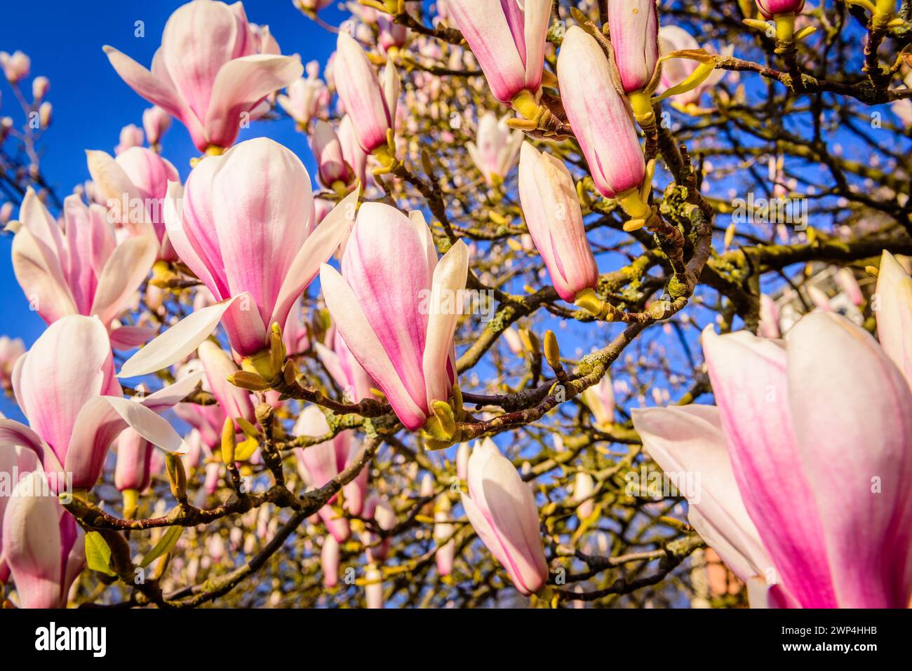 Rosafarbene Magnolie blüht an einem sonnigen Frühlingstag am klaren blauen Himmel, Magnolie, Magnolie Stockfoto