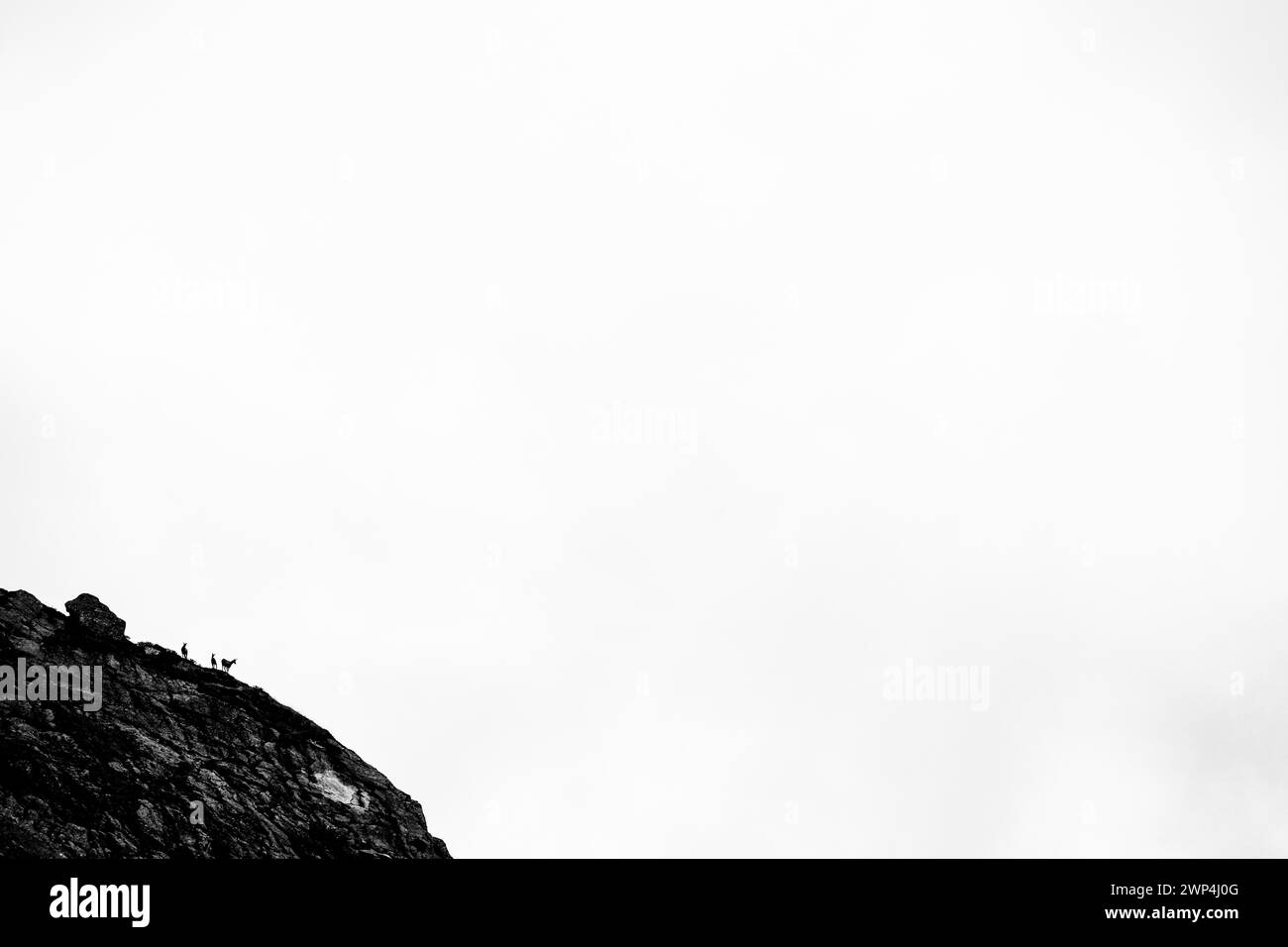 Drei Gämsen (Rupicapra rupicapra) auf Felsen vor weißem Himmel, Tschagguns, Raetikon, Montafon, Vorarlberg, Österreich Stockfoto